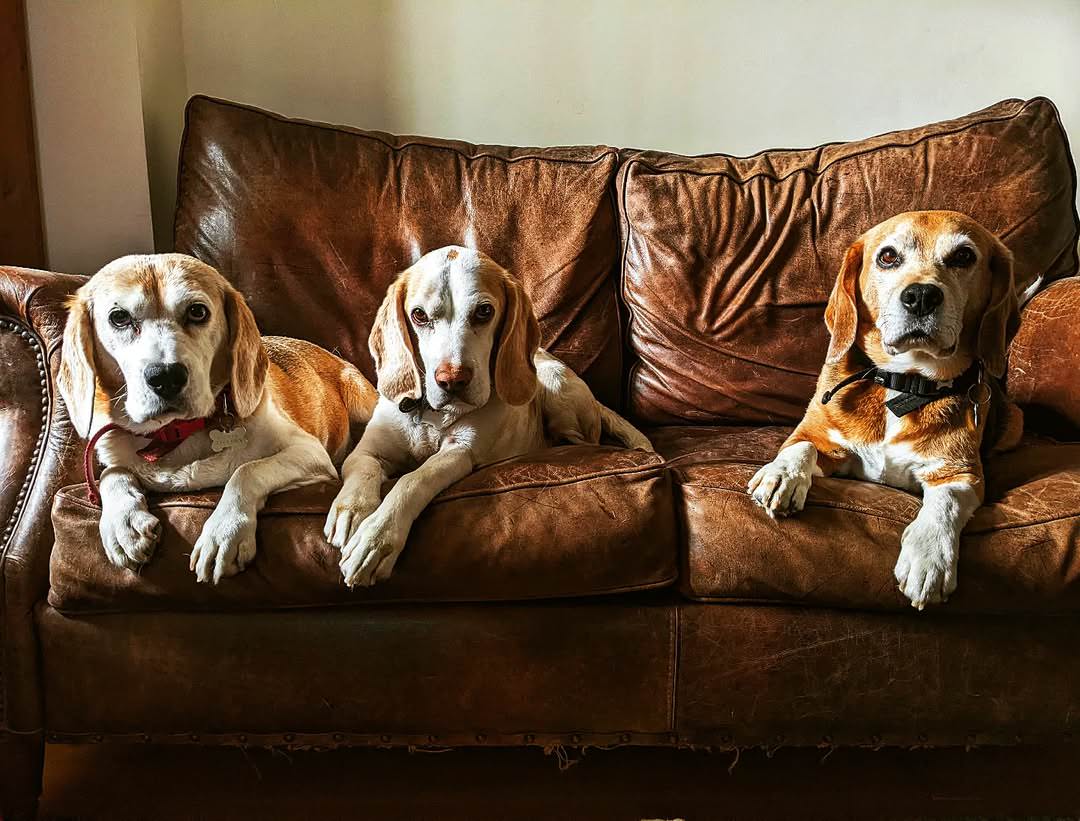 Old Boot Sofas