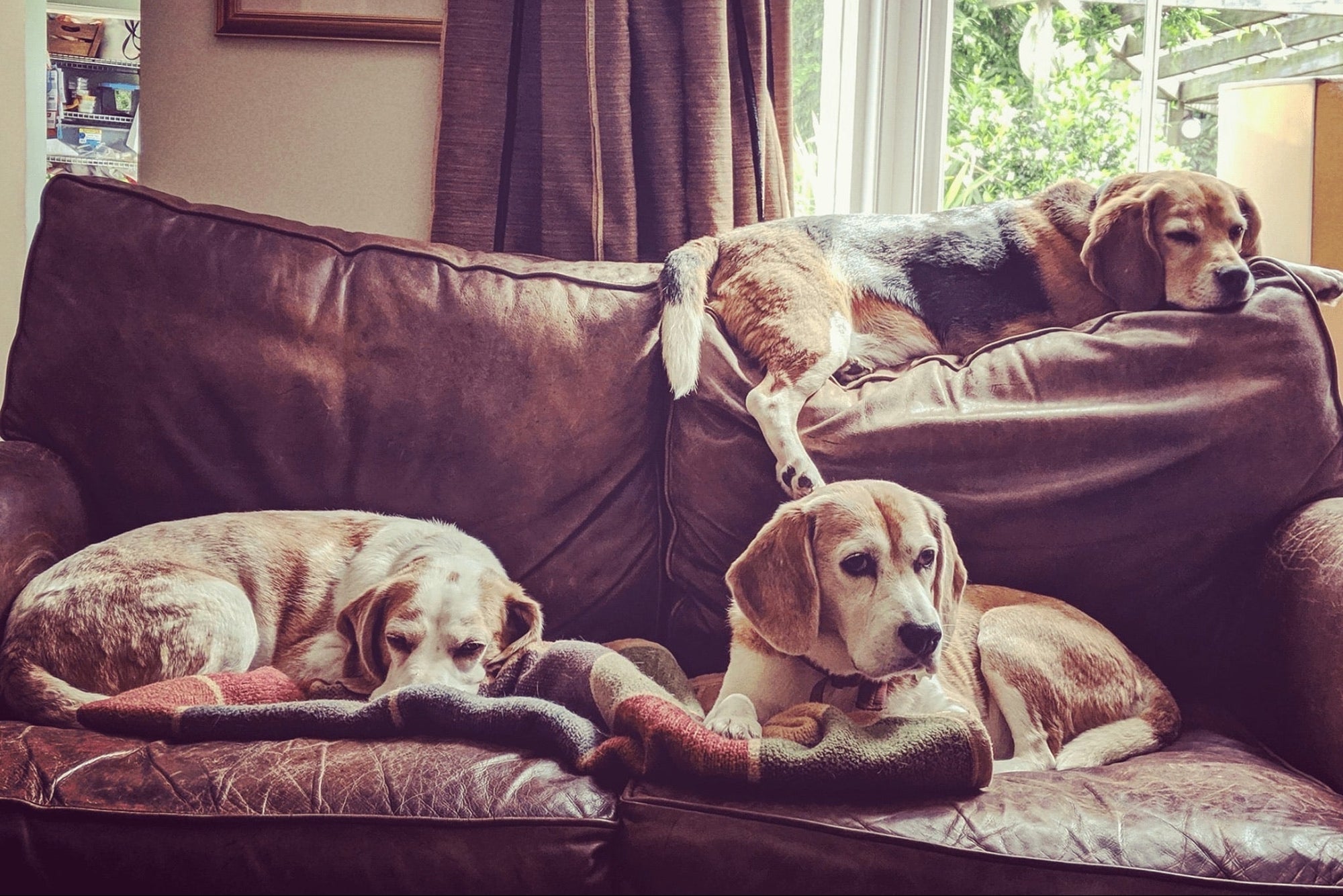 Three dogs on a brown leather couch with a window in the background