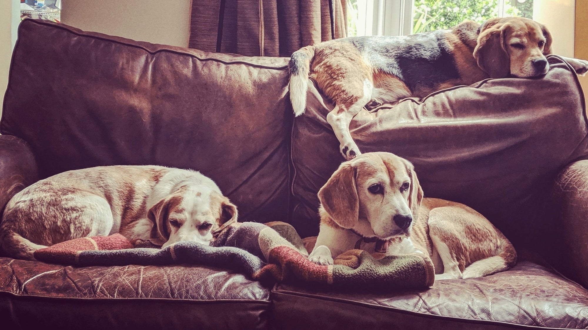 Old Boot Sofas