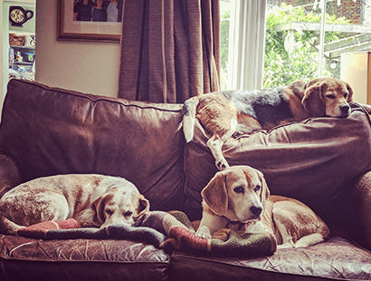 Paws-Approved Leathers & Fabrics